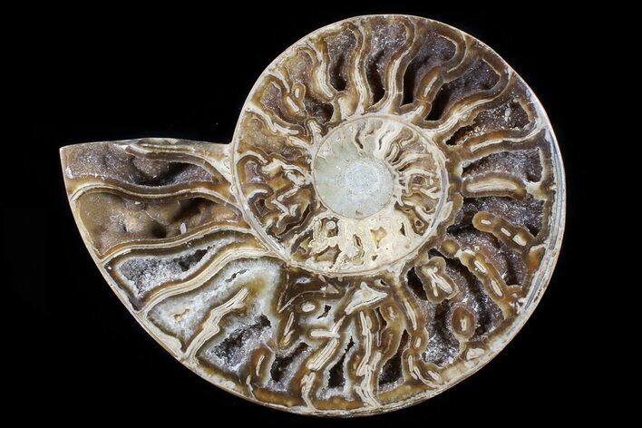 Choffaticeras (Daisy Flower) Ammonite Half - Madagascar #80912